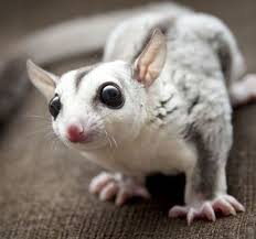 Pin On Cute Pets