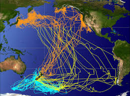 Shaffer Fig1 Final Jpg 1 382 1 018 Pixels Bird Migration Migratory Birds Animals