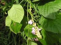 Image result for Canavalia africana