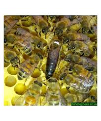 Italian hygienic, cordovan, and carniolan mated queens. Carniolan Queen 2021 Next Day Postage When Ordered Before 8am