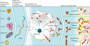 An rna vaccine or mrna (messenger rna) vaccine is a type of vaccine that uses a copy of a natural chemical called messenger rna (mrna) to produce an immune response. Mrna A Novel Avenue To Antibody Therapy Molecular Therapy