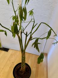 Image result for pachira obrázek