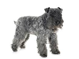 Image result for ČESKÝ TERIÉR