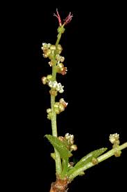 Image result for Acalypha sonderiana