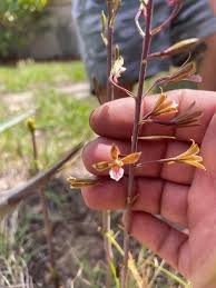 Image result for Eulophia