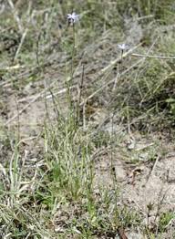 Image result for Wahlenbergia denticulata