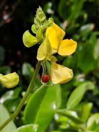 Image result for Vigna multinervis