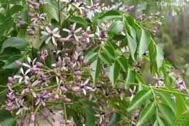 Image result for Melia azedarach