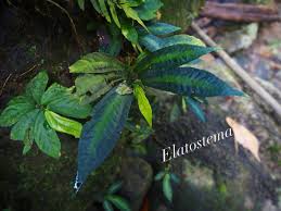 Image result for Elatostema