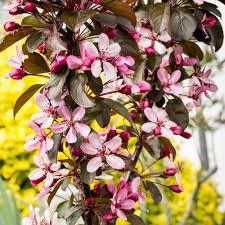 Exceptional dwarf trees for landscaping #5 dwarf flowering. Malus Toringo Aros Crab Apple Tree Free Uk Delivery