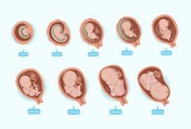 Uterus Growth Chart During Pregnancy Bedowntowndaytona Com