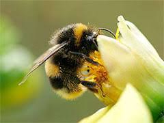 Program Ochrony Trzmieli w Polsce Środkowej