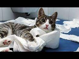 Funny Cat Fails Compilation 2019 Pet Ninja Youtube Funny Cat Fails Cat Fails Funny Cats