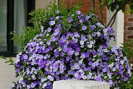 Image result for Brunfelsia pauciflora
