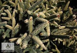 Find help & information on abies pinsapo 'aurea' golden spanish fir from the rhs. Abies Pinsapo Aurea