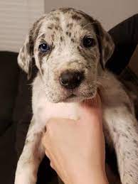 Merle Great Danecane Corso Mix Cane Corso Merle Great Danes Corso Dog