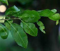 Image result for Spirostachys