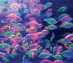 We did not find results for: Tropical Fish Hobbyist Nov Dec 2018 Painted Fish Dyeing To Be Noticed