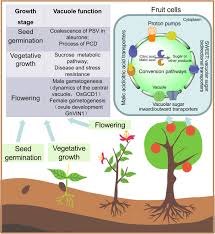 Maybe you would like to learn more about one of these? Multiple Functions Of The Vacuole In Plant Growth And Fruit Quality Molecular Horticulture Full Text