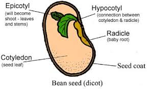 Drawing and labels of beans. Related Image Germination Seed Dispersal Seed Germination