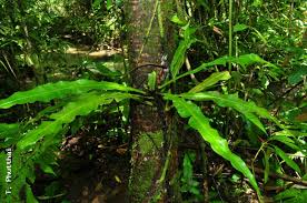 Image result for Asplenium inaequilaterale