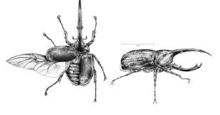 Scientific Illustration Scientific Illustration Beetle Illustration Beetle Drawing
