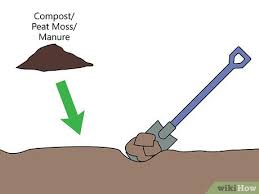 See full list on hunker.com How To Grow Pampas Grass 15 Steps With Pictures Wikihow