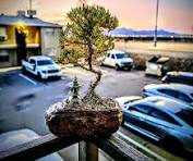 my bonsai small design this never me🌱🌿🍀😊