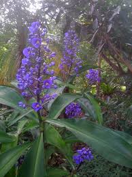 Dichorisandra Beautiful Blue Flowers Ginger Flower Blue Flowers Garden Purple Garden
