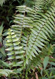 Image result for Nephrolepis biserrata
