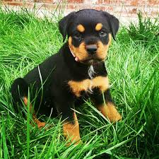 New hampshire, vermont, new york, massachusetts, or pennsylvania. How Long Do Rottweilers Live Average Expectancy Uk Pets