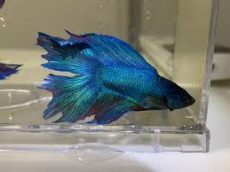 Ikan cupang dan ikan laga. Ikan Laga Betta Blue Doubletail Halfmoon Male Pet Supplies Pet Accessories On Carousell