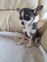 Yorkshire terrier puppies for sale: Female Blue Tri Smooth Coat Apple Head Chihuahua Wells Somerset Pets4homes Apple Head Chihuahua Chihuahua Puppies Cute Chihuahua