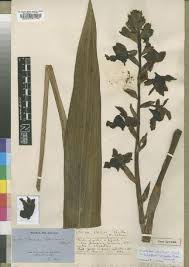 Image result for Eulophia horsfallii