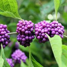 American Beautyberries For Sale Fastgrowingtrees Com
