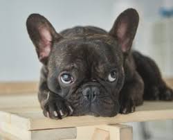 Specializing in breeding french bulldog puppies of the rarest and distinct colors, our dogs are carefully selected from the strongest, healthiest champion bloodlines. Best French Bulldog Rescues In Colorado 2021 We Love Doodles