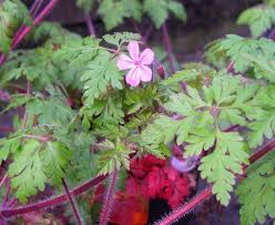 We did not find results for: Herb Robert Identification And Control Geranium Robertianum King County
