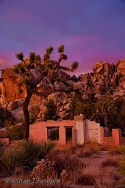 Image result for Chlorophytum subpetiolatum