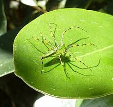 Image result for Leucas princei