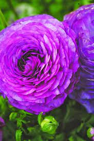 Ranunculus Bloomingdale Purple Shades Amazing Flowers Beautiful Flowers Pretty Flowers