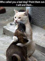 However, do not blame us if you end up investing multiple hours on our site. Top 24 Random Funny Memes Clean For Today Cute Animal Memes Funny Animal Memes Funny Dog Memes