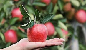 Deciduous tree native to texas, averaging 25t x 25w. Fruit Trees 101 Plants For All Seasons Since 1973