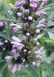 Image result for Leonurus japonicus