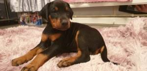 Our puppies are 100% guaranteed to be in good health and free of any signs of infection. Doberman Pinscher Puppies For Sale Doberman Pinscher Dogs For Adoption