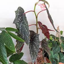 Happy Begonia Monday This Is A Begonia Bat Wing That I Havent Quite Figured Out How To Photograph But To Describe Her She Begonia Black Leaves House Plants