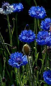 Pin On Flowers