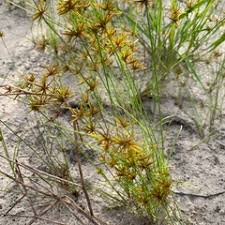 Image result for Cyperus amabilis