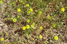 Image result for Trifolium campestre