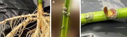 Image result for Aeschynomene sp. C