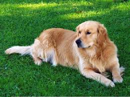 Where fine wineis made, hot air balloons fly high and dogs enjoy a wonderful … Golden Retriever Puppies And Dogs For Sale Near You